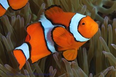 Amphiprion percula