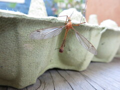 Tipula lunata