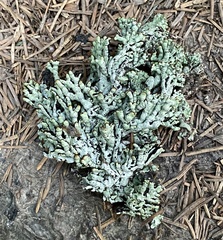 Hypogymnia occidentalis