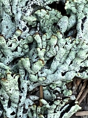 Hypogymnia occidentalis