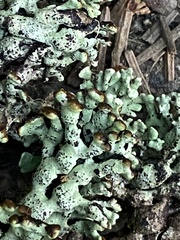 Hypogymnia occidentalis
