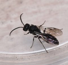 Myrmosidae