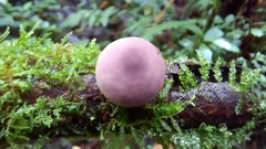 Lycoperdon fuligineum