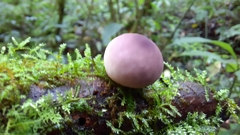 Lycoperdon fuligineum