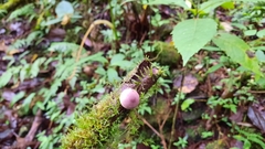 Lycoperdon fuligineum