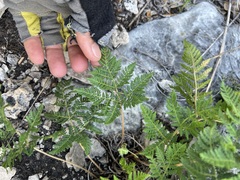 Cheilanthes leucopoda