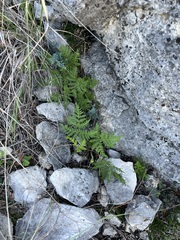 Cheilanthes leucopoda
