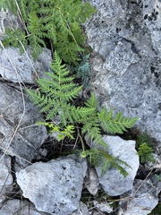 Cheilanthes leucopoda