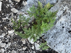 Cheilanthes leucopoda