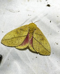 Syssphinx montana