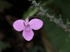 Pachystachys dubiosa