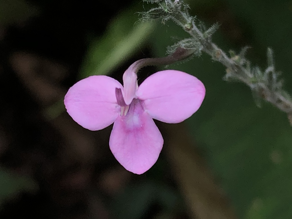 Pachystachys dubiosa