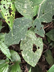 Pachystachys dubiosa