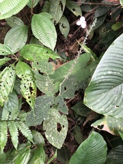 Pachystachys dubiosa