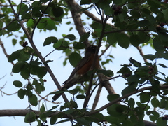 Turdus migratorius propinquus