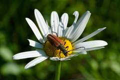 Anastrangalia dubia
