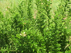 Cephalanthus occidentalis