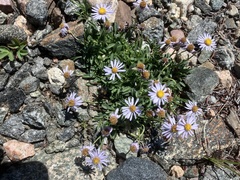 Erigeron pinnatisectus