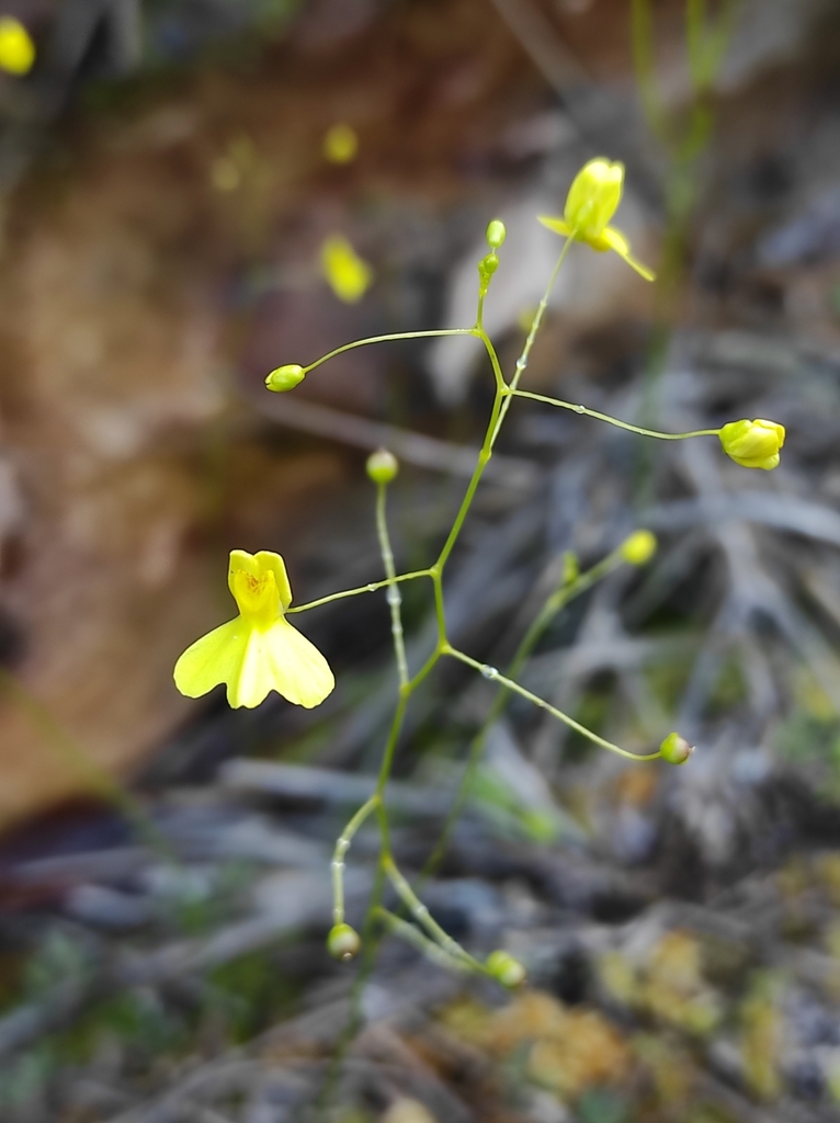 Utricularia flaccida