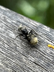 Dolichoderus bispinosus