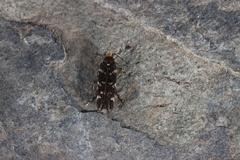 Eteobalea serratella