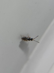 Ceraphronoidea