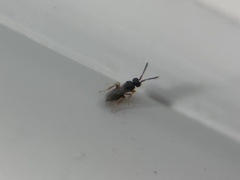 Ceraphronoidea