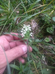 Prunella laciniata
