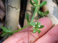 Galium trifidum columbianum