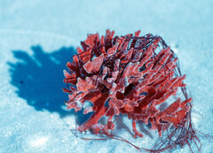Clathria foliacea
