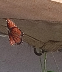 Danaus gilippus thersippus