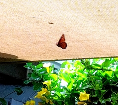 Danaus gilippus thersippus