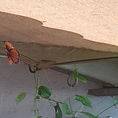 Danaus gilippus thersippus