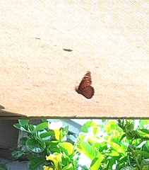 Danaus gilippus thersippus