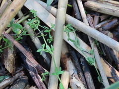 Galium trifidum columbianum