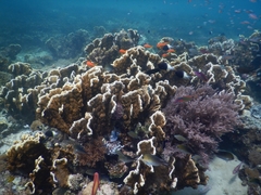 Millepora platyphylla