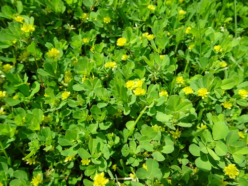 Trifolium dubium