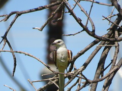 Tyrannus forficatus