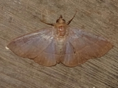 Eulepidotinae