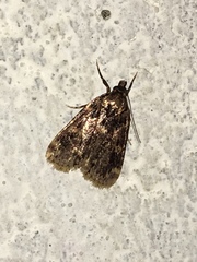 Aglossa