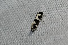Neurothaumasia ankerella