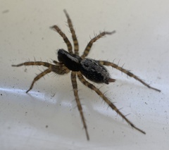 Textrix denticulata