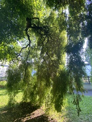 Styphnolobium japonicum