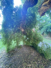 Styphnolobium japonicum