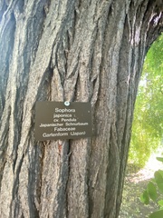 Styphnolobium japonicum