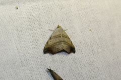 Laspeyria flexula