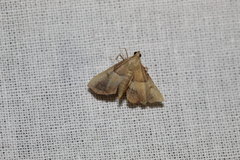 Endotricha flammealis