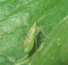 Dicyphus epilobii