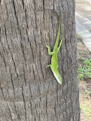 Anolis carolinensis