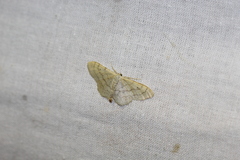 Idaea aversata